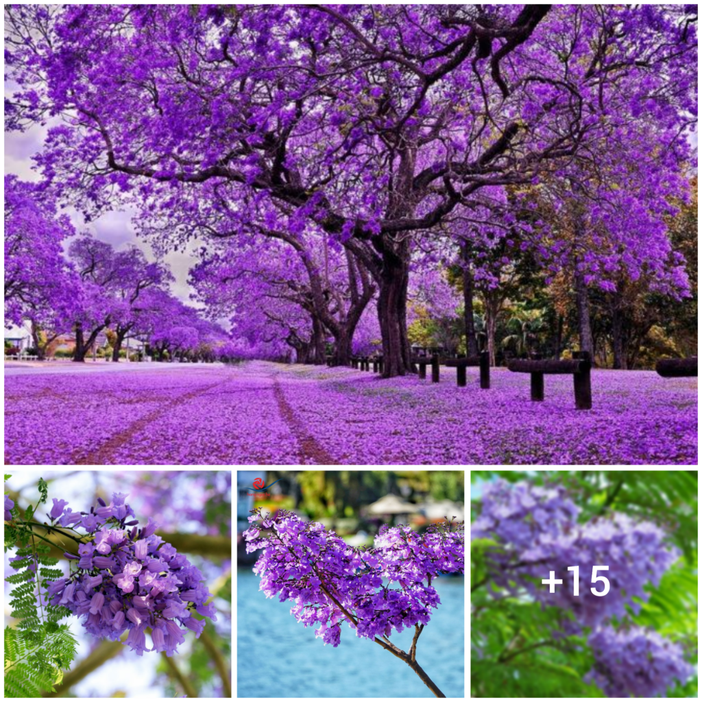 The Ultimate Guide to Cultivating and Nurturing a Jacaranda Tree