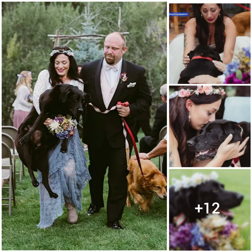 “Love Beyond Life: Kelly O’Connell’s Beloved Dog Charlie Shares Special Moment at Colorado Wedding”