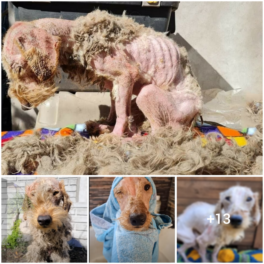 “From Neglect to Love: The Uplifting Tale of Baby Dog Capybara’s Quest for a Happy Home”