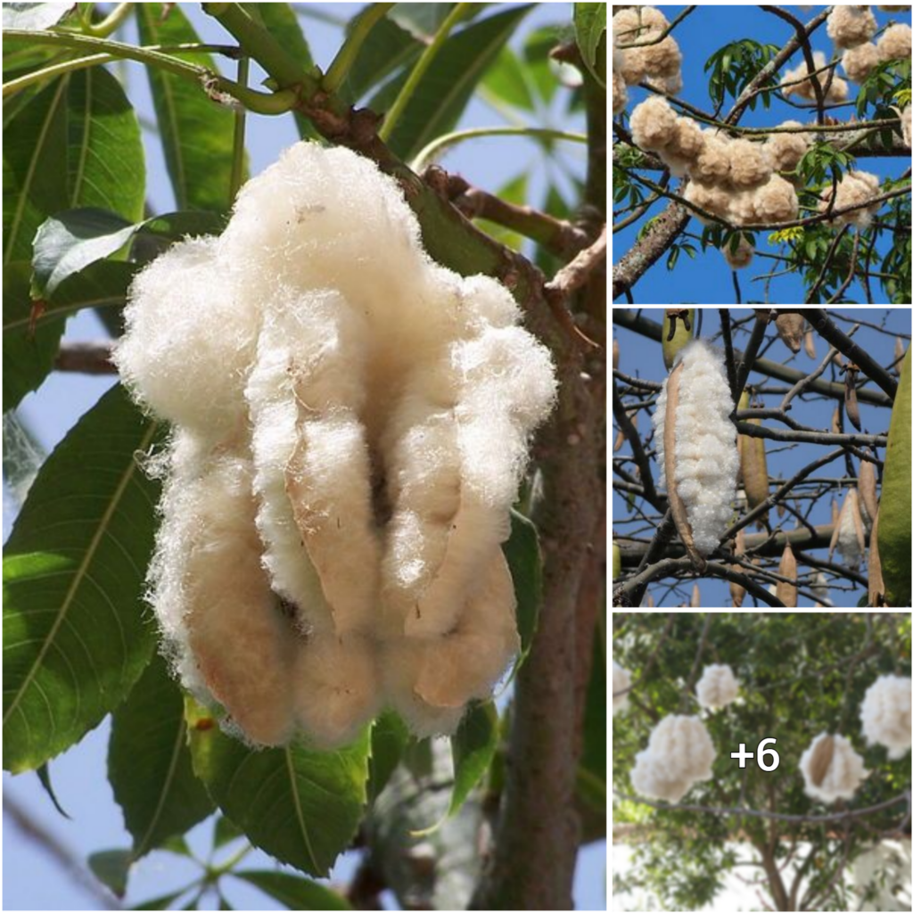 Unraveling the Mystique of Cotton Fruit’s Natural Softness: A Journey Through Its Wonders in Nature