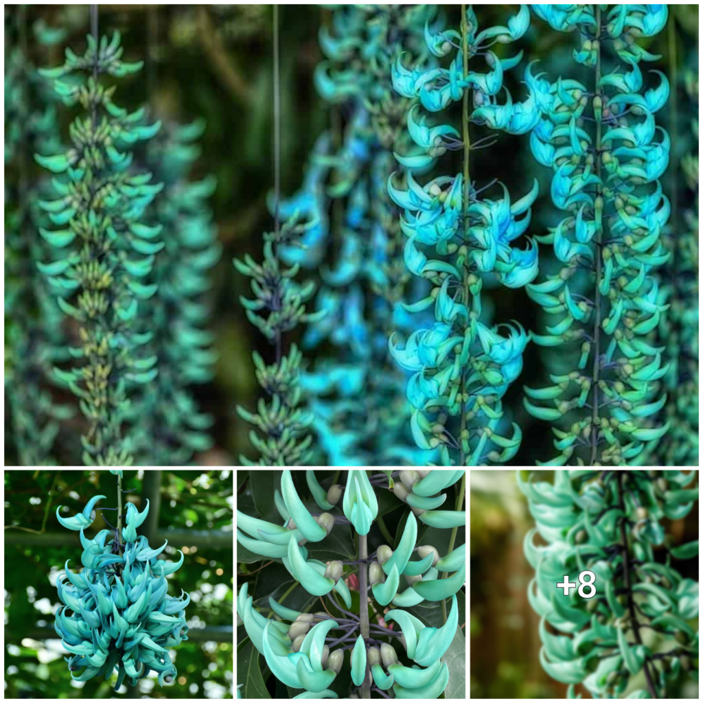 Jade Vine in Danger: A Rare Blossom Sighted in Masungi Georeserve