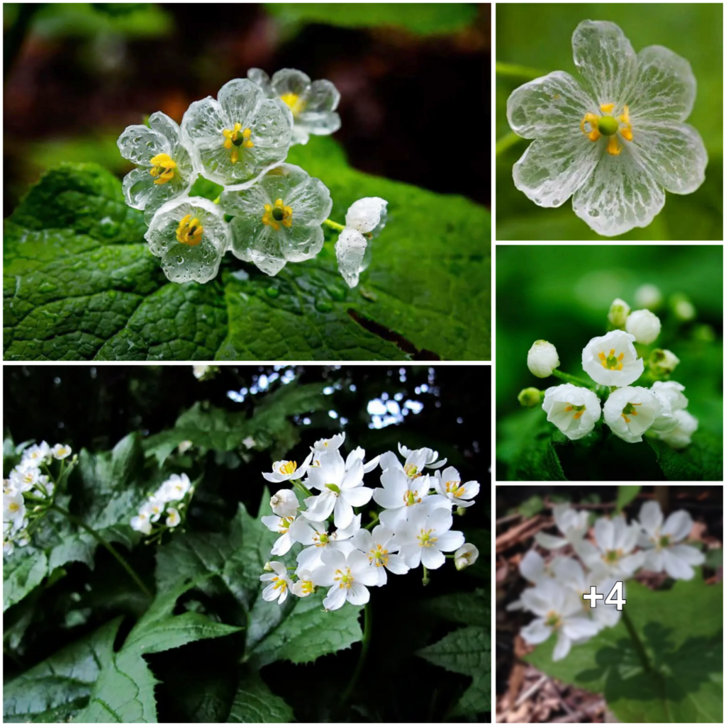 “Unfolding the Magic of the Second Rarest Flower: A Manga-inspired Beauty in the Rain”